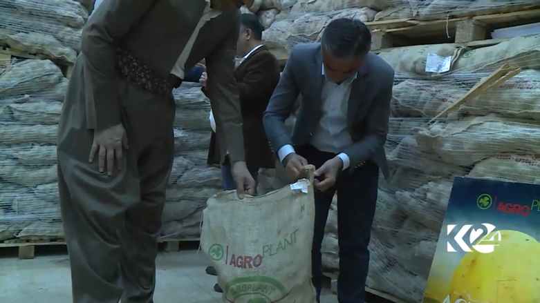 بالصور.. كوردستان تعتزم تصدير البطاطا المحلية الى خارج العراق