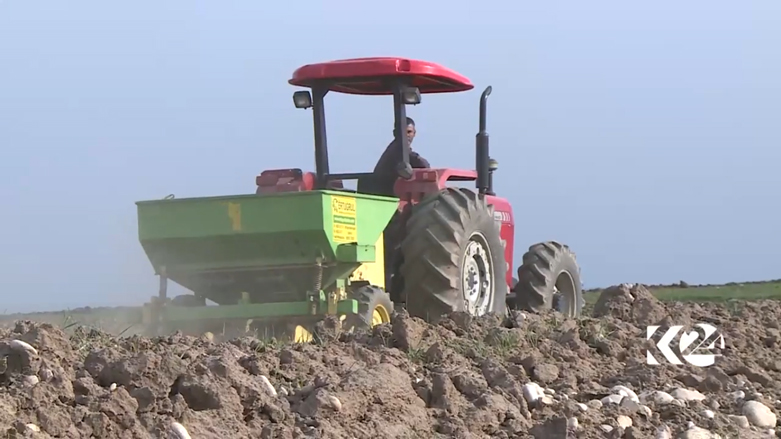 بالصور.. كوردستان تعتزم تصدير البطاطا المحلية الى خارج العراق