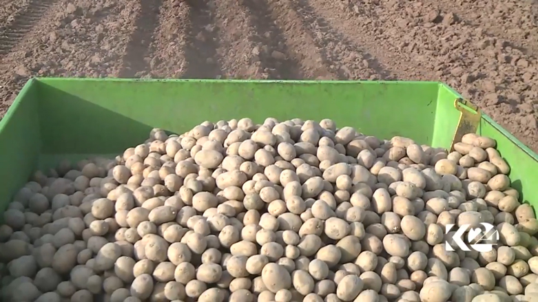 بالصور.. كوردستان تعتزم تصدير البطاطا المحلية الى خارج العراق
