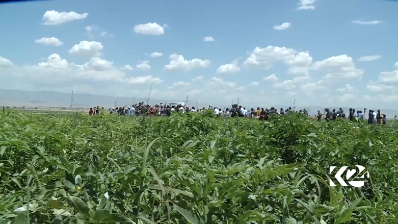 بالصور.. كوردستان تعتزم تصدير البطاطا المحلية الى خارج العراق