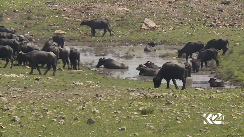 بالصور.. البرك وداعش تهدد باختفاء أشهر فطور في الموصل