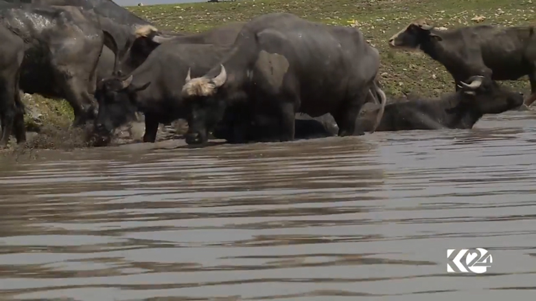 بالصور.. البرك وداعش تهدد باختفاء أشهر فطور في الموصل