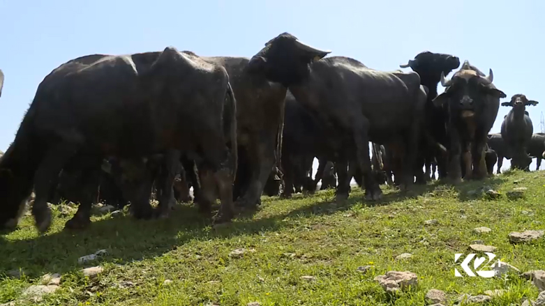 بالصور.. البرك وداعش تهدد باختفاء أشهر فطور في الموصل