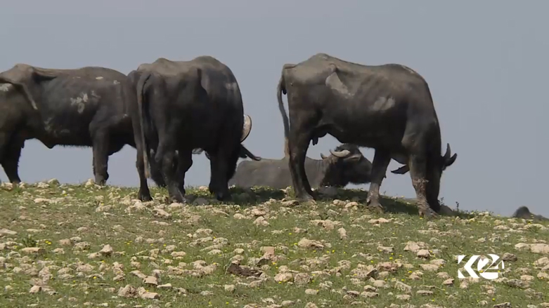 بالصور.. البرك وداعش تهدد باختفاء أشهر فطور في الموصل