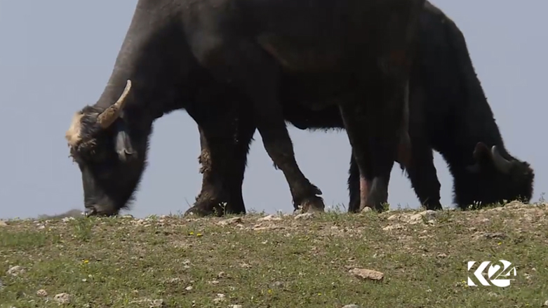 بالصور.. البرك وداعش تهدد باختفاء أشهر فطور في الموصل