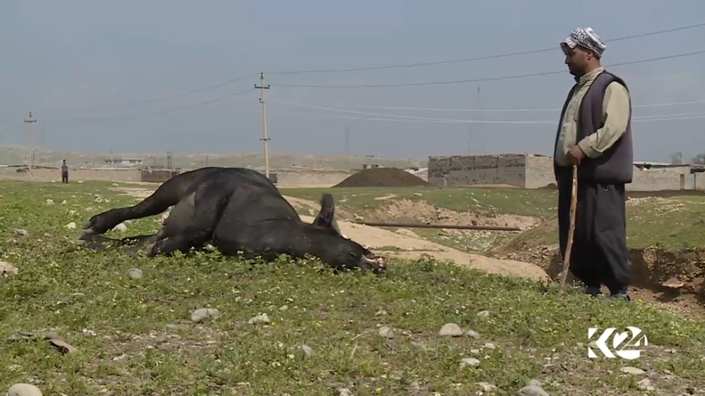 بالصور.. البرك وداعش تهدد باختفاء أشهر فطور في الموصل