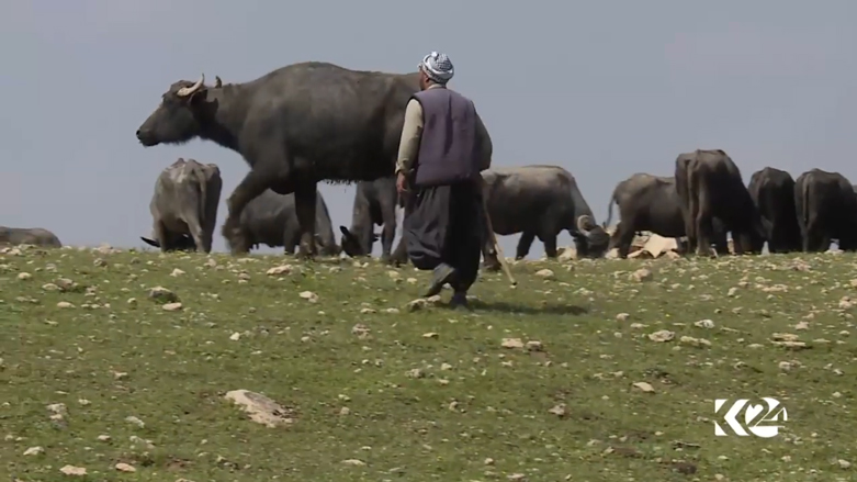 بالصور.. البرك وداعش تهدد باختفاء أشهر فطور في الموصل