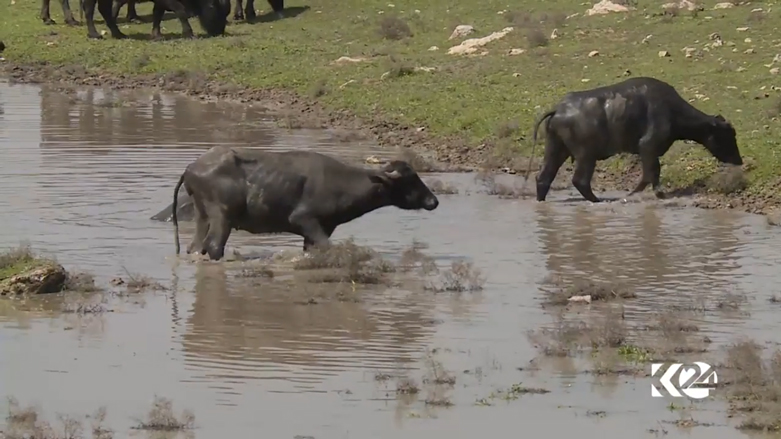 بالصور.. البرك وداعش تهدد باختفاء أشهر فطور في الموصل
