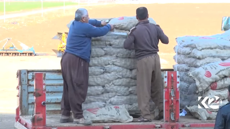 زراعة البطاطا تزدهر بكوردستان ومطالبات بدعم حكومي