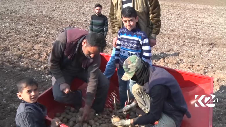 ازدياد المساحات المزروعة بالبطاطا