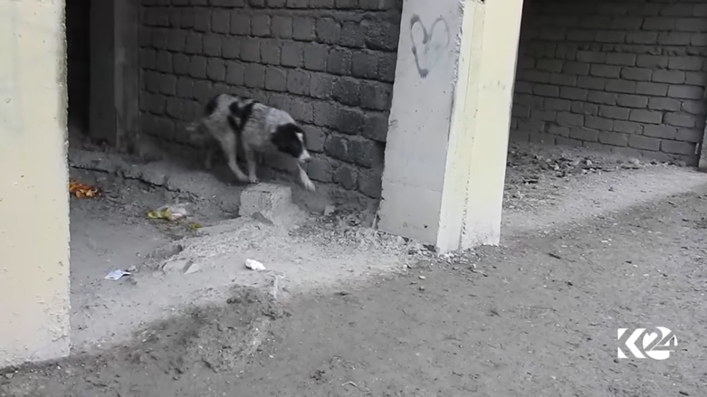 كلب يتقاسم طعامه مع شاب مشرد بدهوك