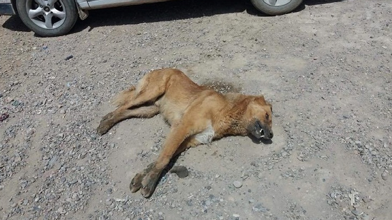 صور تداولها ناشطون على الانترنت لقتل الكلاب السائبة في قرة تبة 