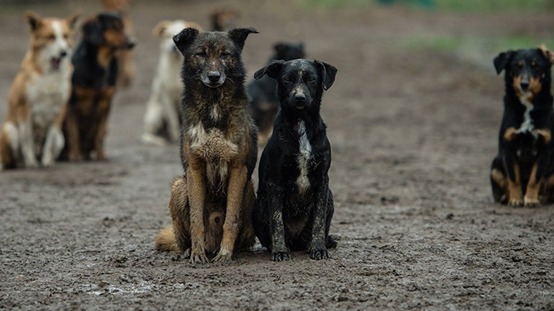 PHOTOS: Iraqi authorities in Diyala use poisoned meat to exterminate 400 stray dogs