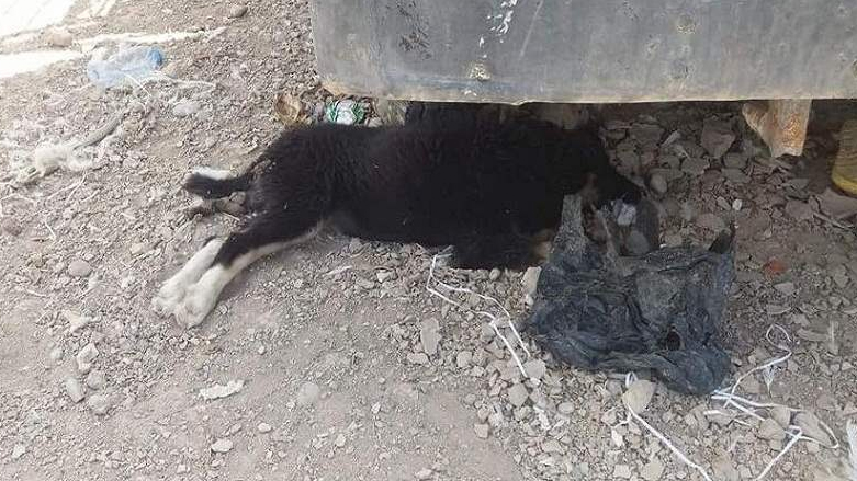 PHOTOS: Iraqi authorities in Diyala use poisoned meat to exterminate 400 stray dogs