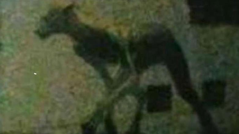 دڕنده‌يه‌كى نامۆ و ترسناك هاوشێوه‌ى مرۆڤه‌ و سه‌گ ده‌كوژێت