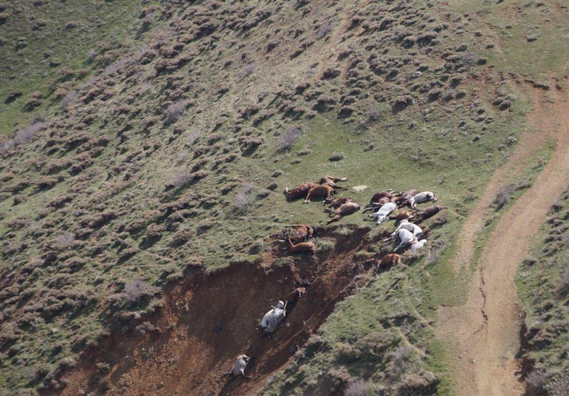 Polîsa Îranî 90 hespên Kolberên Kurd dikuje 