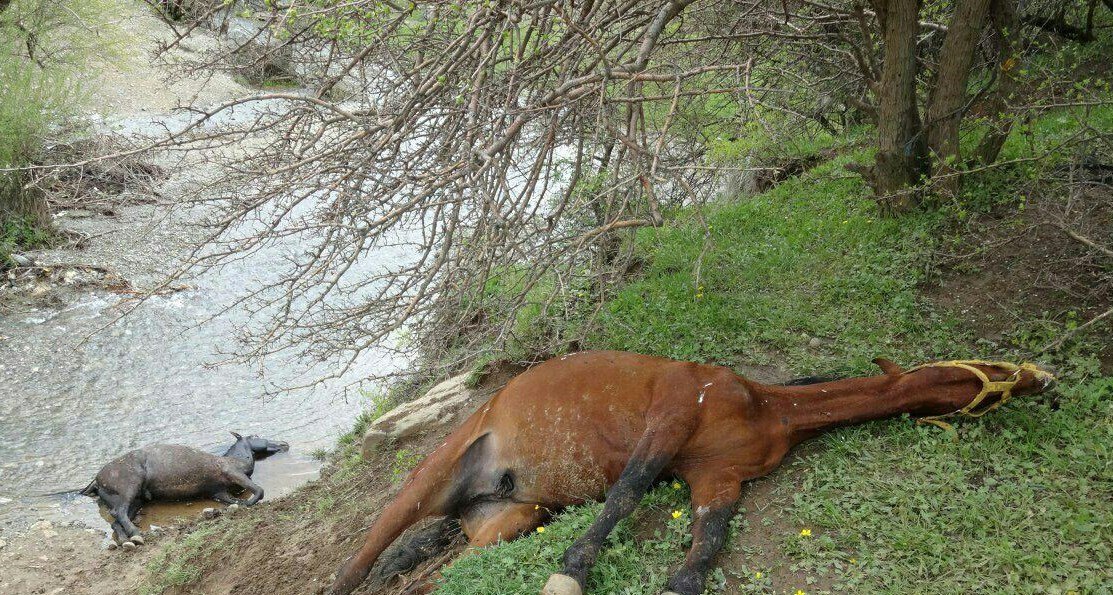 Polîsa Îranî 90 hespên Kolberên Kurd dikuje 