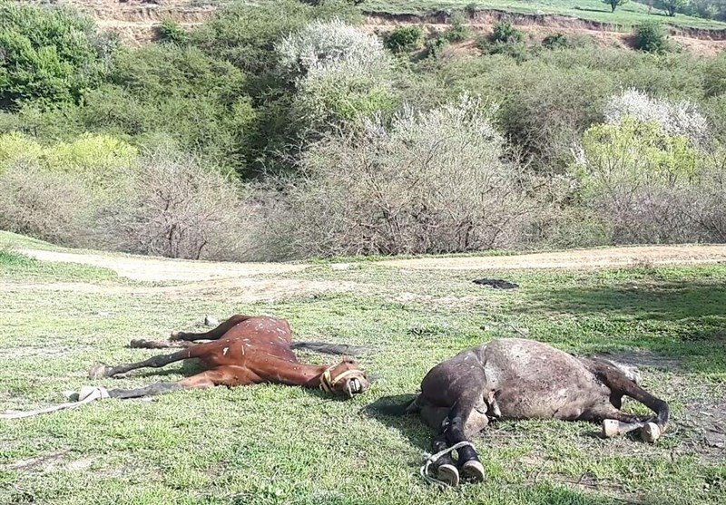 Polîsa Îranî 90 hespên Kolberên Kurd dikuje 