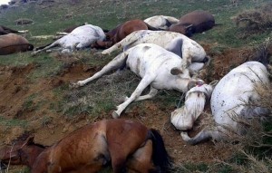 Polîsa Îranî 90 hespên Kolberên Kurd dikuje 