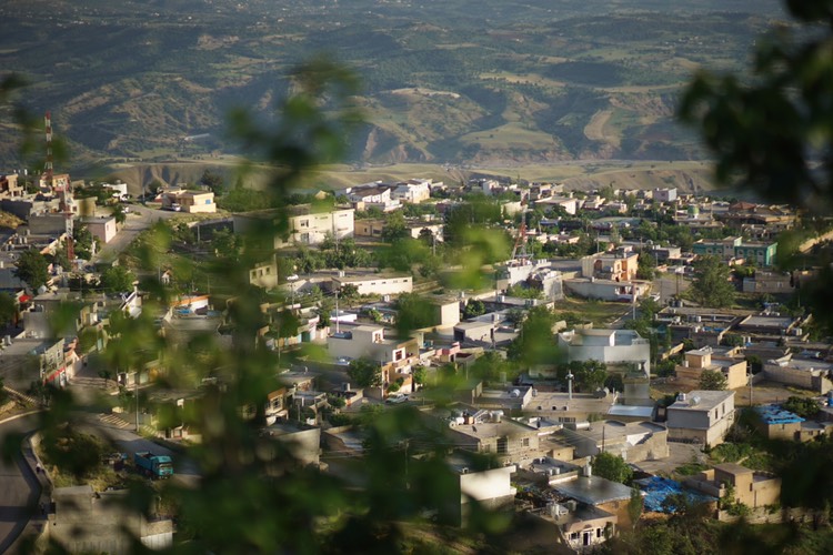 بە وێنە.. تەمەنی دارێك لە كوردستان 850 ساڵە 