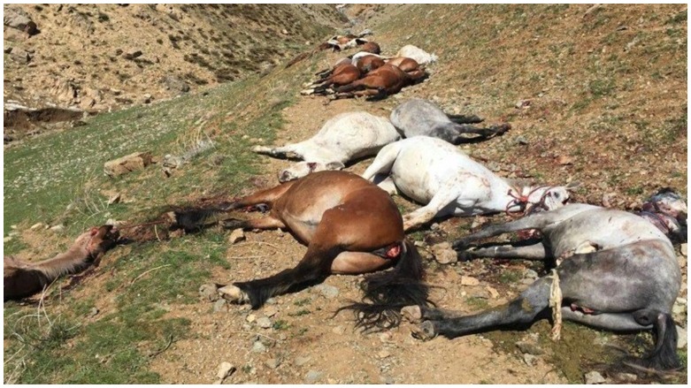 Polîsa Îranî 90 hespên Kolberên Kurd dikuje 