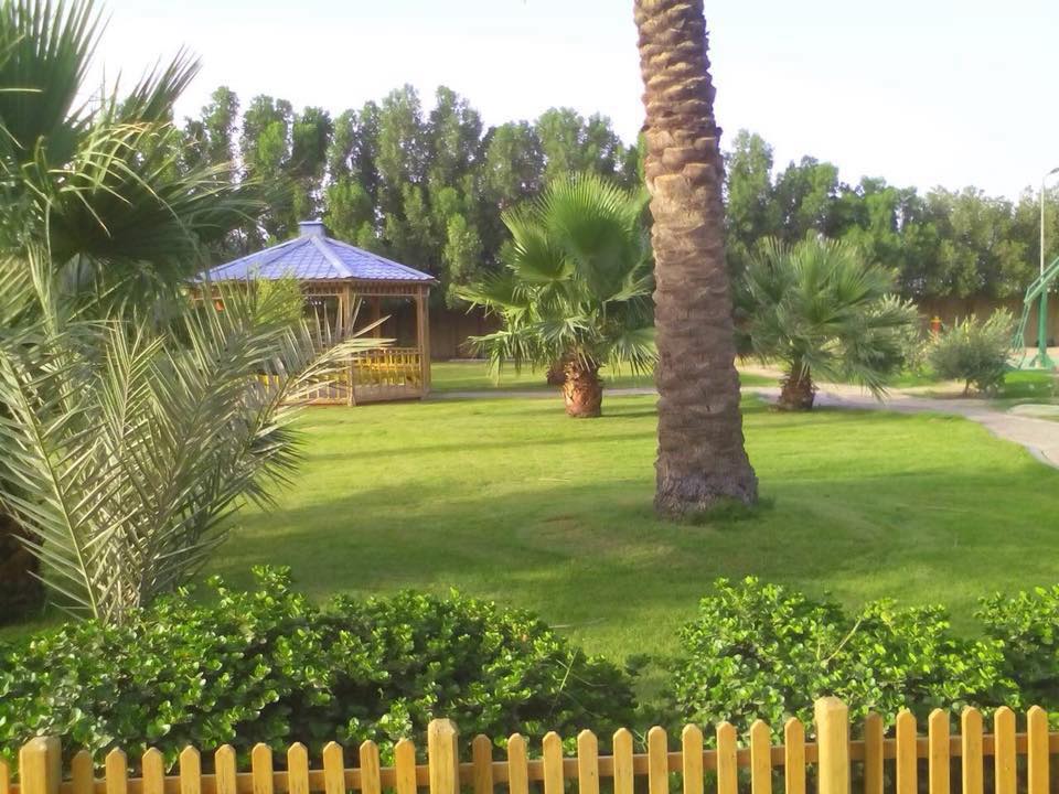 صحراء عراقية تتحول لجنة خضراء بلمسات صينية