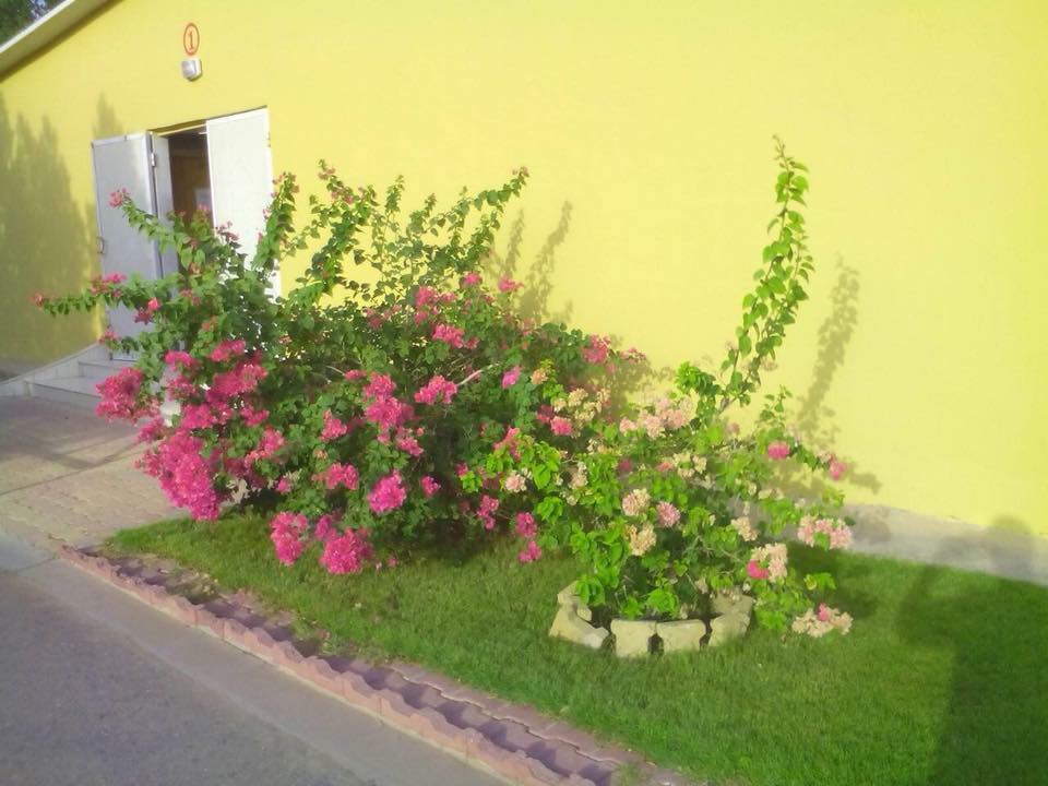 صحراء عراقية تتحول لجنة خضراء بلمسات صينية