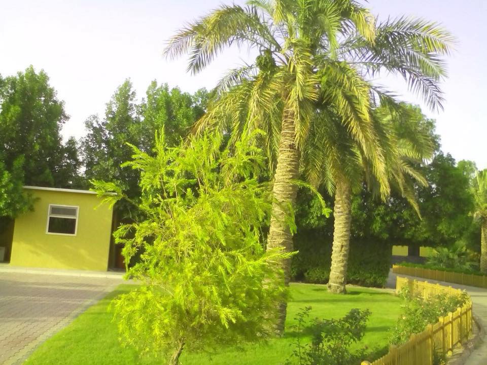 صحراء عراقية تتحول لجنة خضراء بلمسات صينية