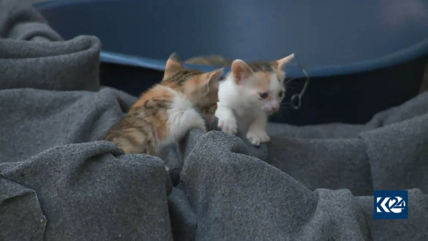 بالصور.. قطة تدفع لاجئا كورديا ليحول خيمته لعيادة بيطرية