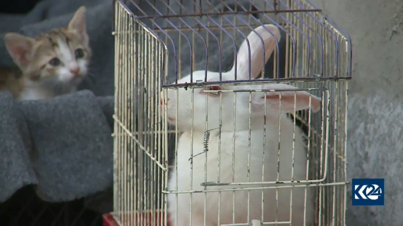 بالصور.. قطة تدفع لاجئا كورديا ليحول خيمته لعيادة بيطرية