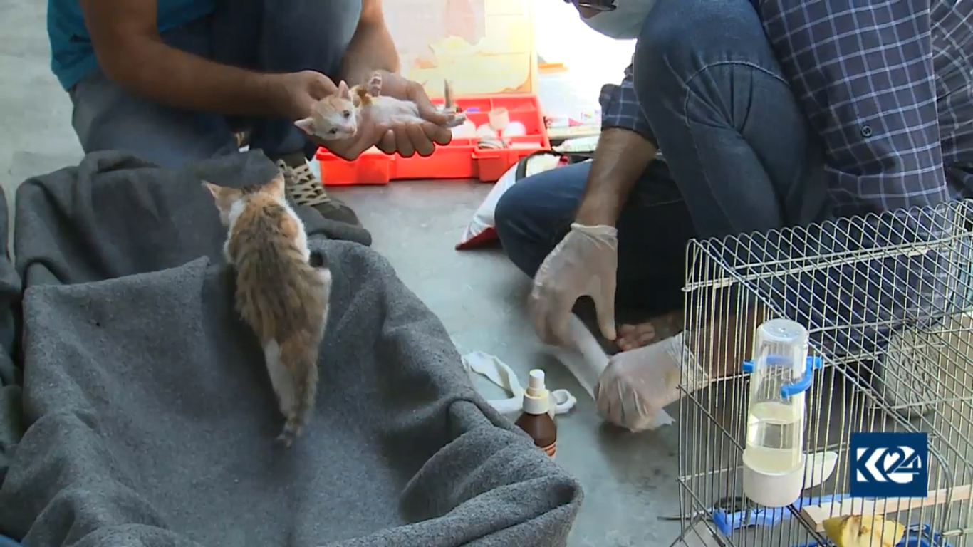 بالصور.. قطة تدفع لاجئا كورديا ليحول خيمته لعيادة بيطرية