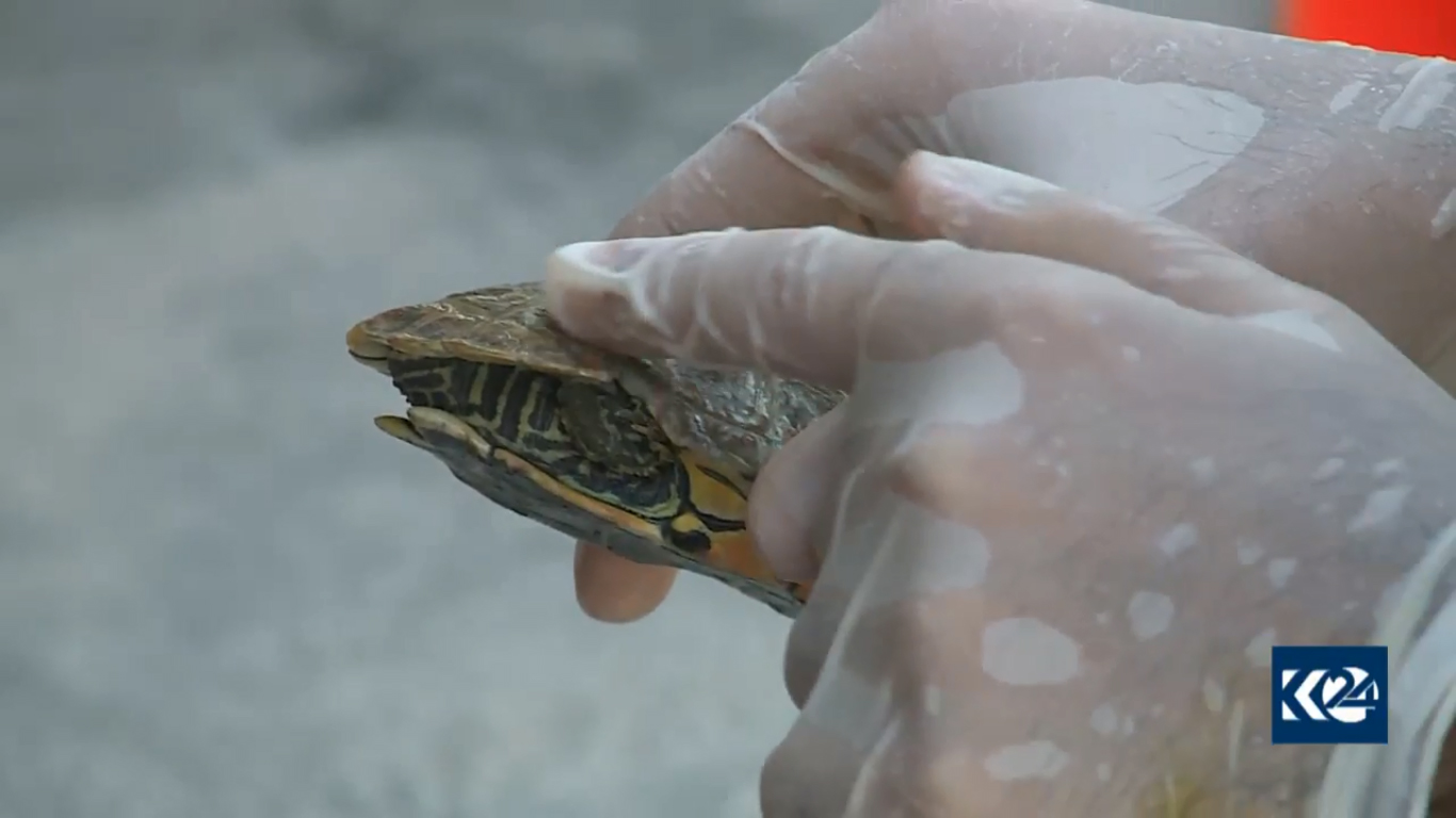 بالصور.. قطة تدفع لاجئا كورديا ليحول خيمته لعيادة بيطرية