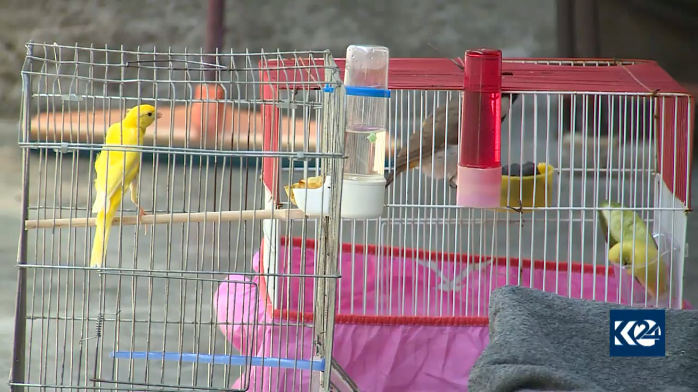 بالصور.. قطة تدفع لاجئا كورديا ليحول خيمته لعيادة بيطرية