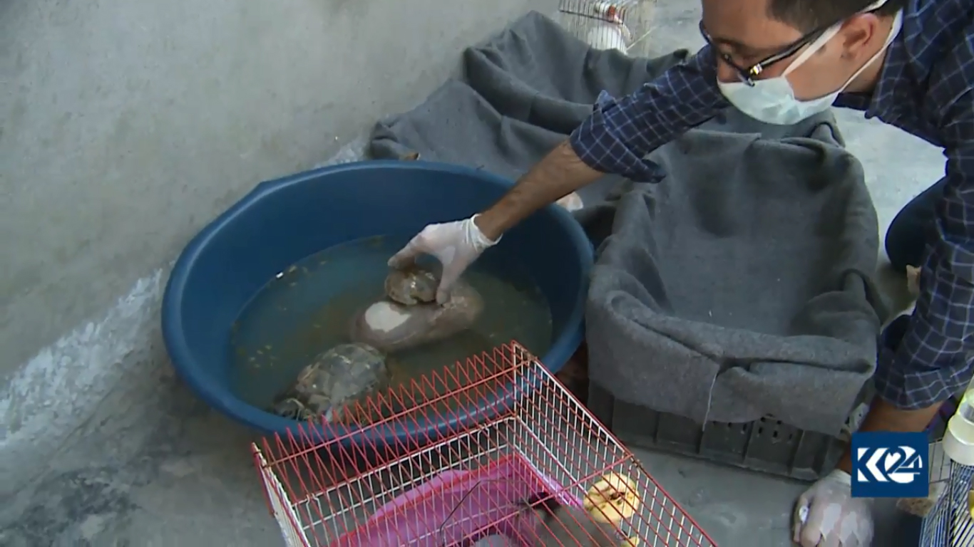 بالصور.. قطة تدفع لاجئا كورديا ليحول خيمته لعيادة بيطرية