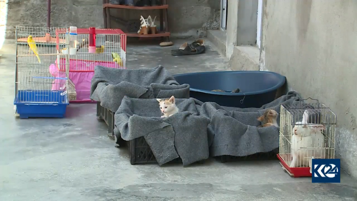 بالصور.. قطة تدفع لاجئا كورديا ليحول خيمته لعيادة بيطرية