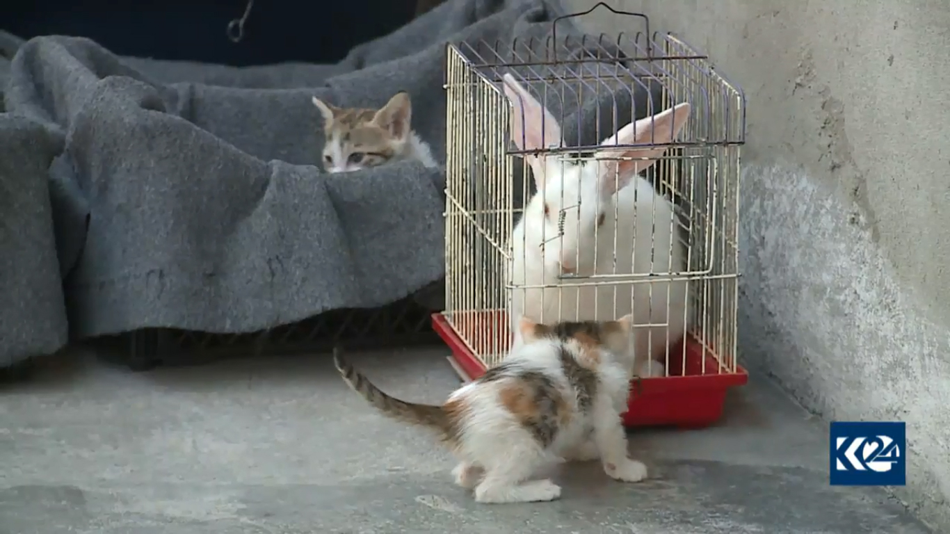 بالصور.. قطة تدفع لاجئا كورديا ليحول خيمته لعيادة بيطرية