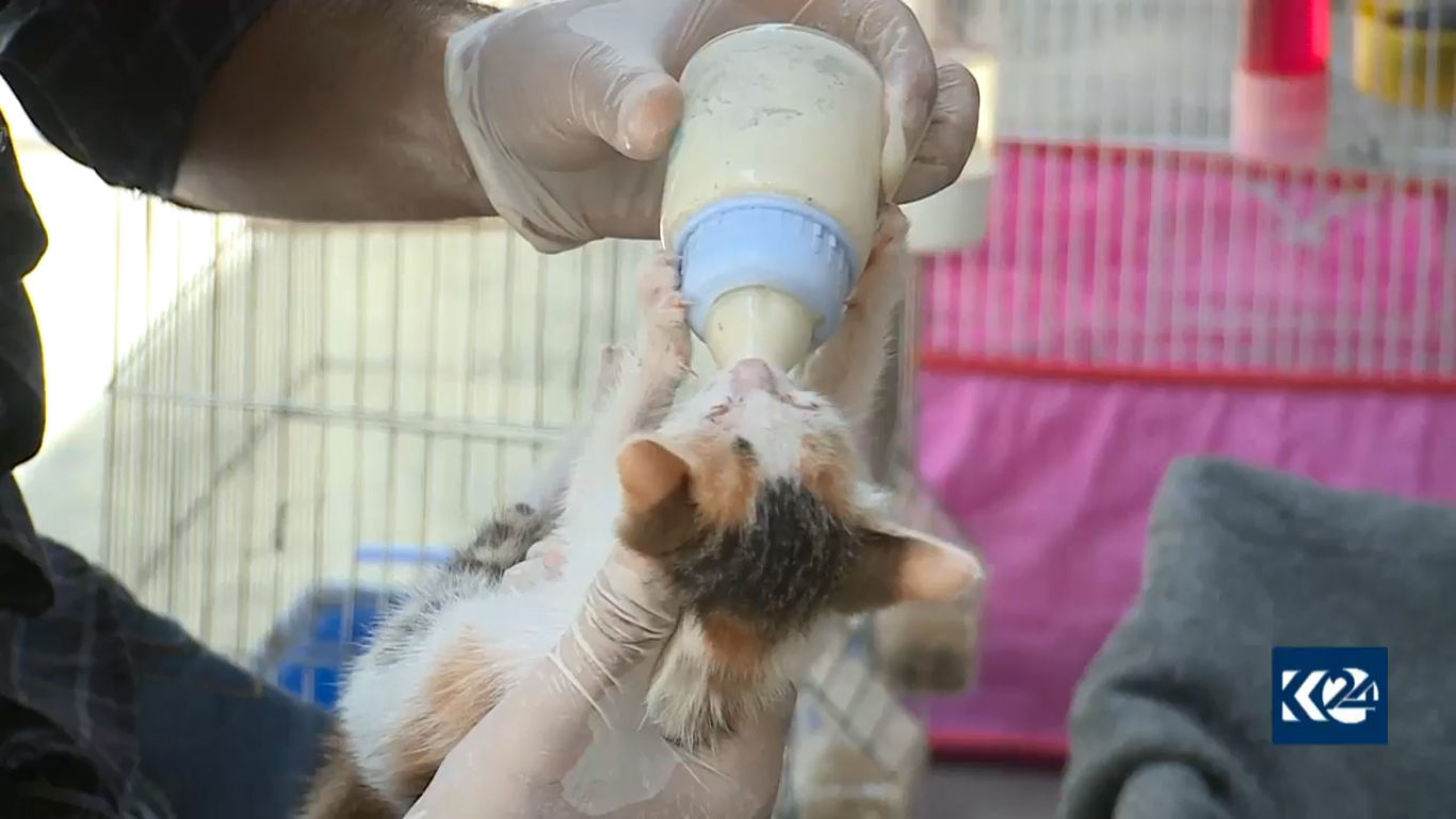 بالصور.. قطة تدفع لاجئا كورديا ليحول خيمته لعيادة بيطرية