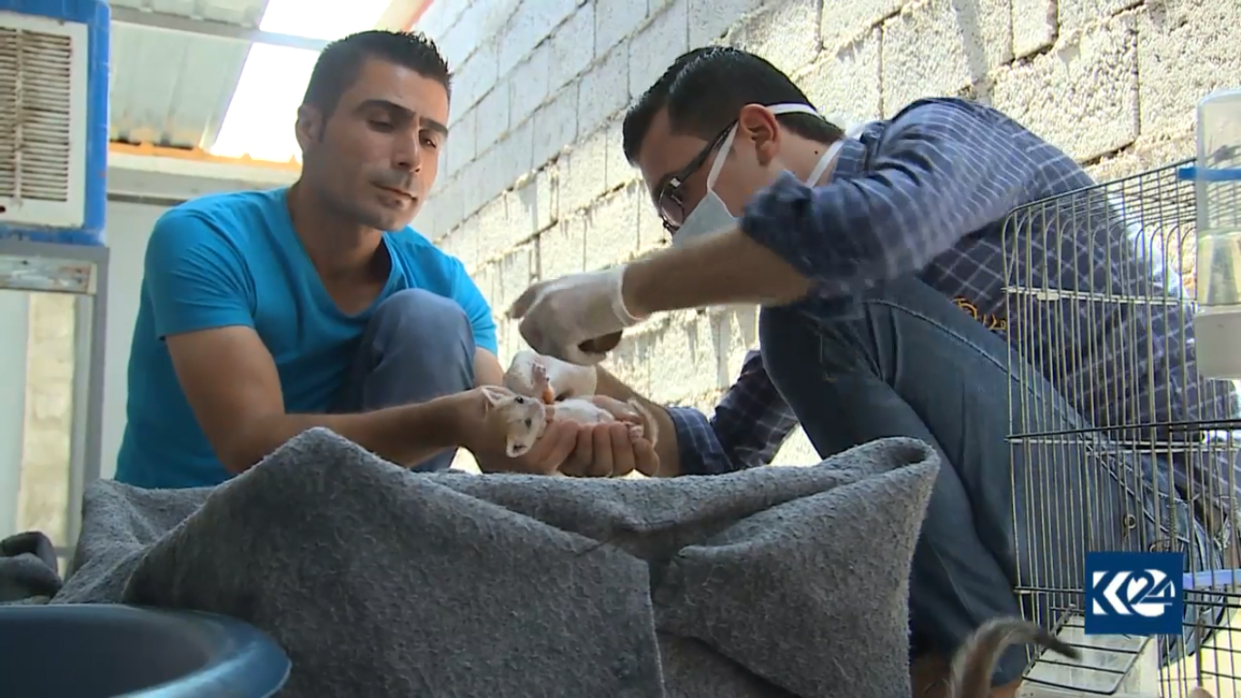 بالصور.. قطة تدفع لاجئا كورديا ليحول خيمته لعيادة بيطرية