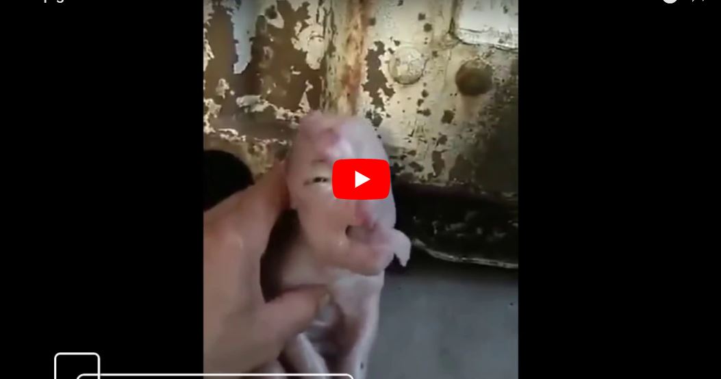 به‌ ڤيديۆ.. بێچووه‌ به‌رازێك به‌ رووخسارى مرۆڤه‌وه‌ له‌دايكبوو