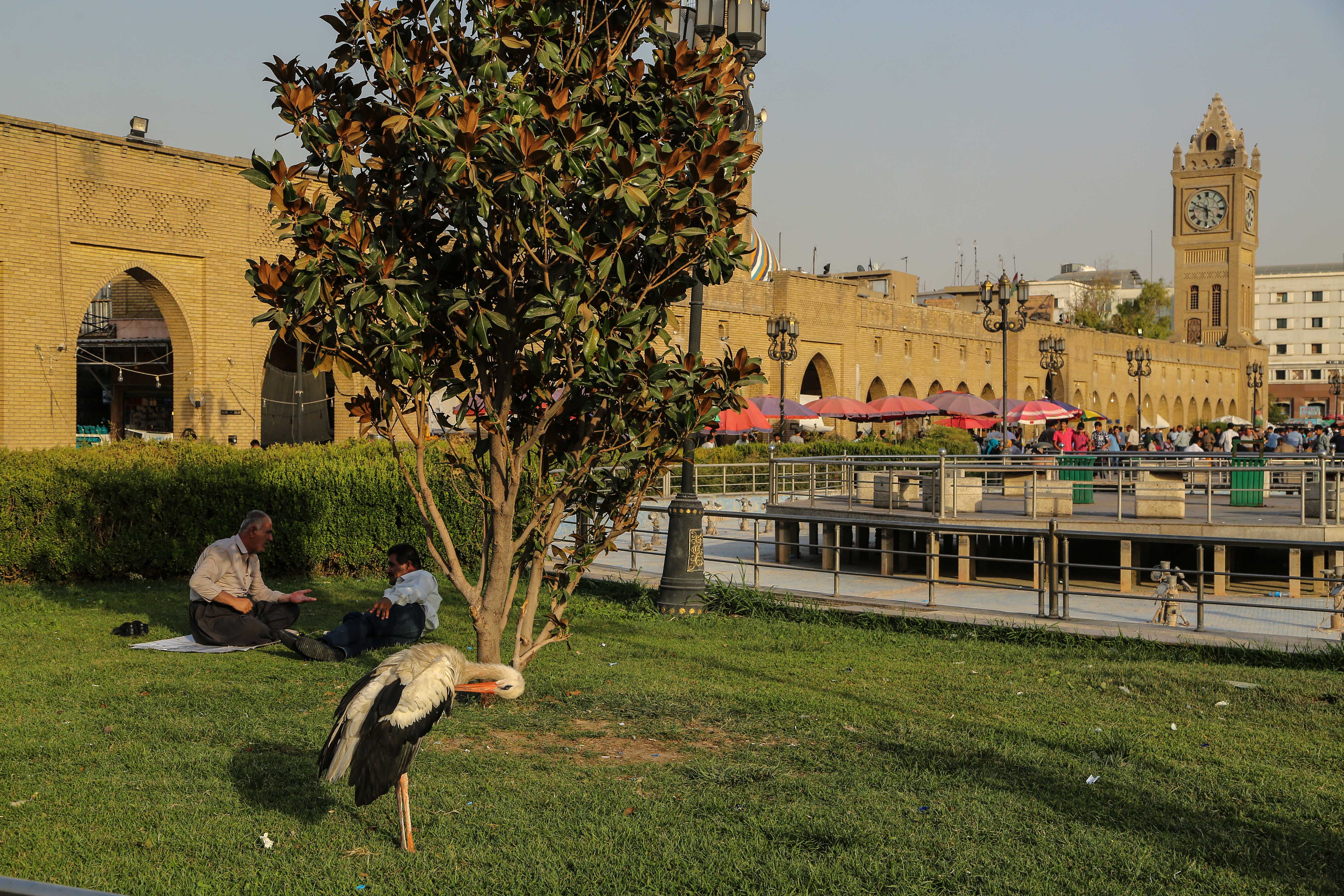 A man enjoys the shade under a tree in Erbil. (Photo: Shvan Harki)