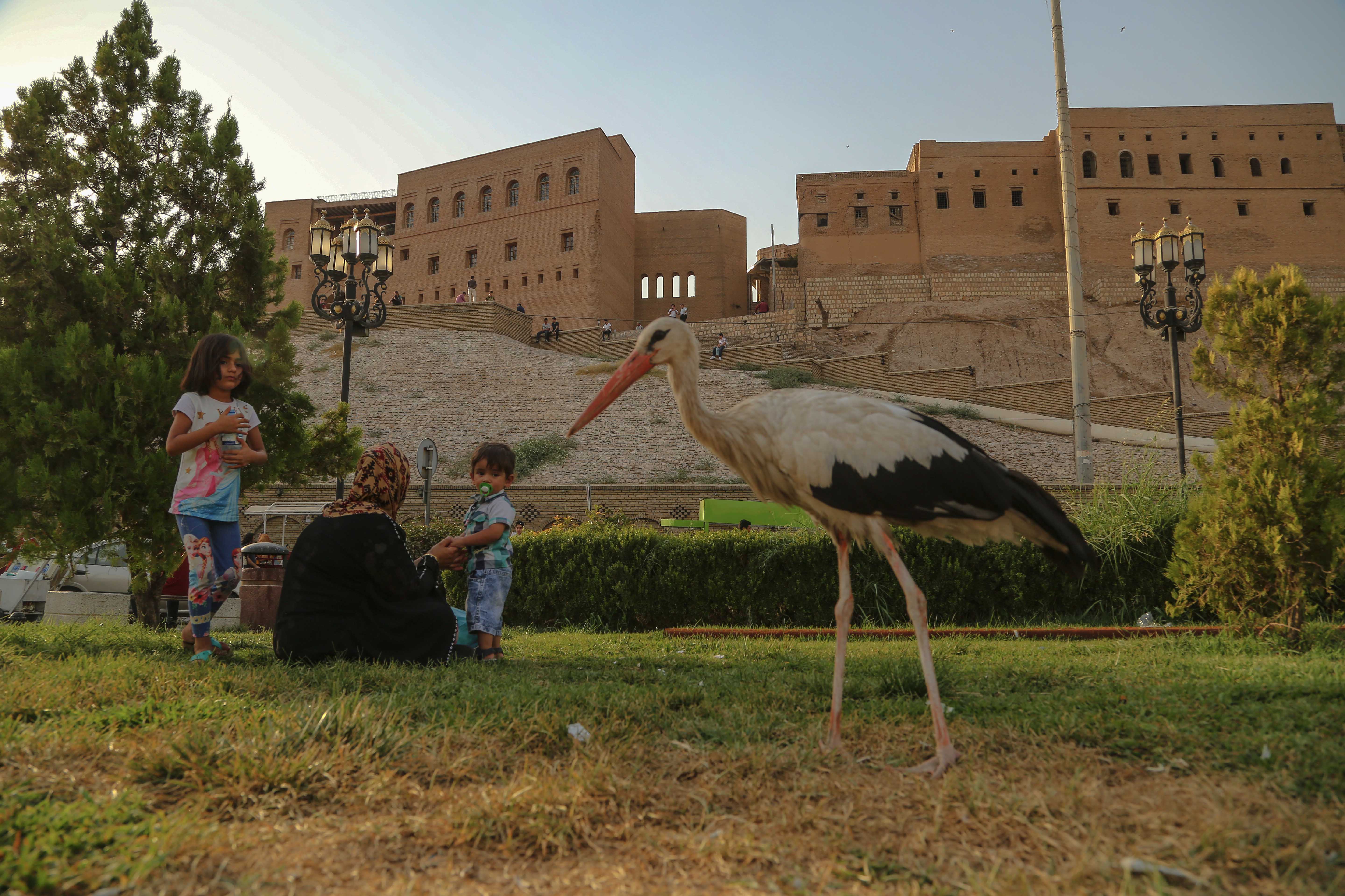 A Stork stands on the square under the Erbil Citadel. (Photo: Shvan Harki)