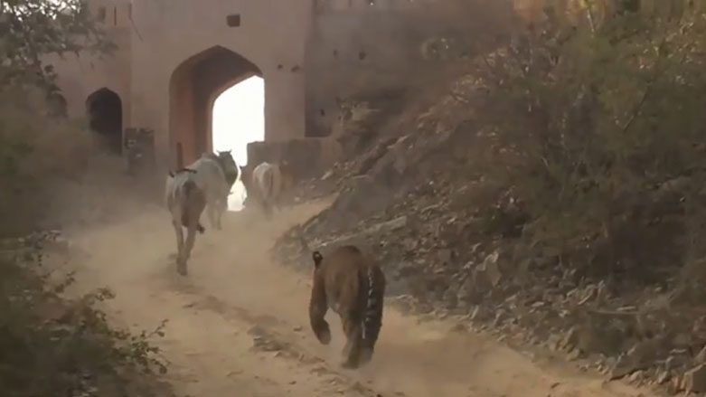 به‌ڤیدیۆ.. پڵنگێك له‌ناوه‌ڕاستی گوندێك په‌لاماری گاگەل ده‌دات