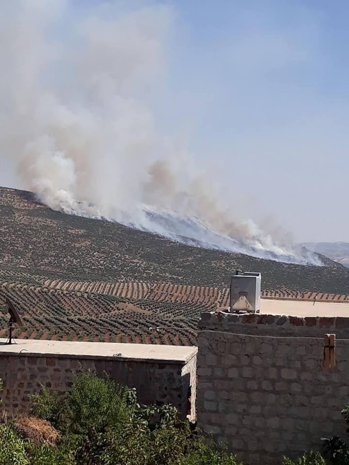 Rêxistinek: Dar û daristanên Efrînê bi qest tên şewitandin