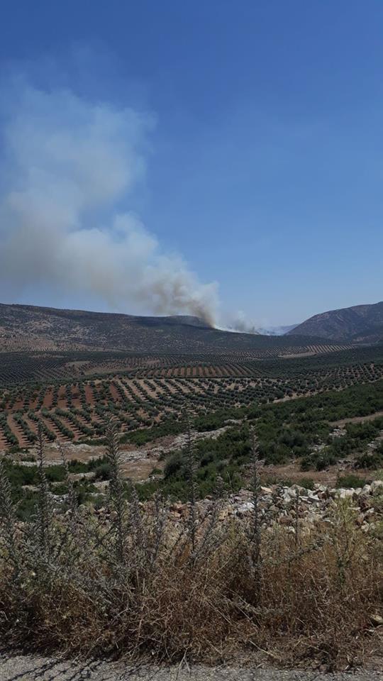 Daristanên Efrînê tên şewitandin