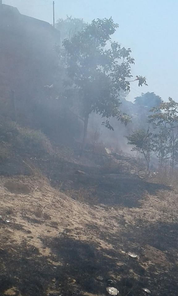 Rêxistinek: Dar û daristanên Efrînê bi qest tên şewitandin