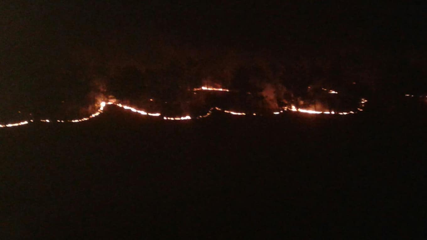 Rêxistinek: Dar û daristanên Efrînê bi qest tên şewitandin