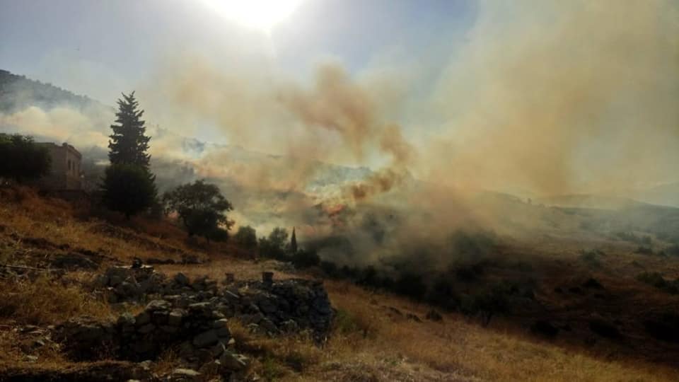 Rêxistinek: Dar û daristanên Efrînê bi qest tên şewitandin