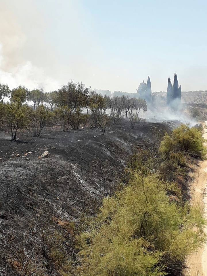 Daristanên Efrînê tên şewitandin