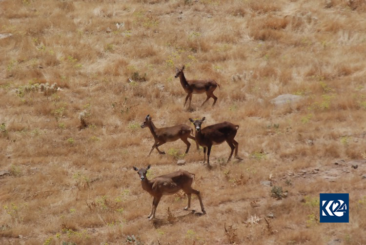 في كوردستان.. قرية لها قوانينها الخاصة (بالصور)