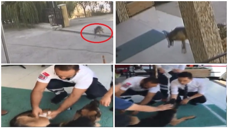 سەگێکی بریندار بۆ ساڕێژکردنی برینەکەی خۆی دەگەیەنێتە نەخۆشخانە